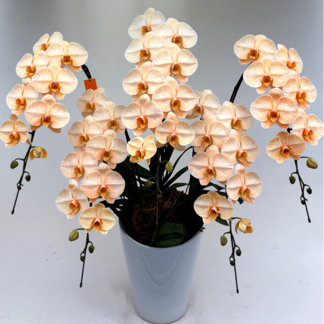 胡蝶蘭 オレンジエレガンス｜お祝い花・お悔み花 【大輪 5本立ち 55