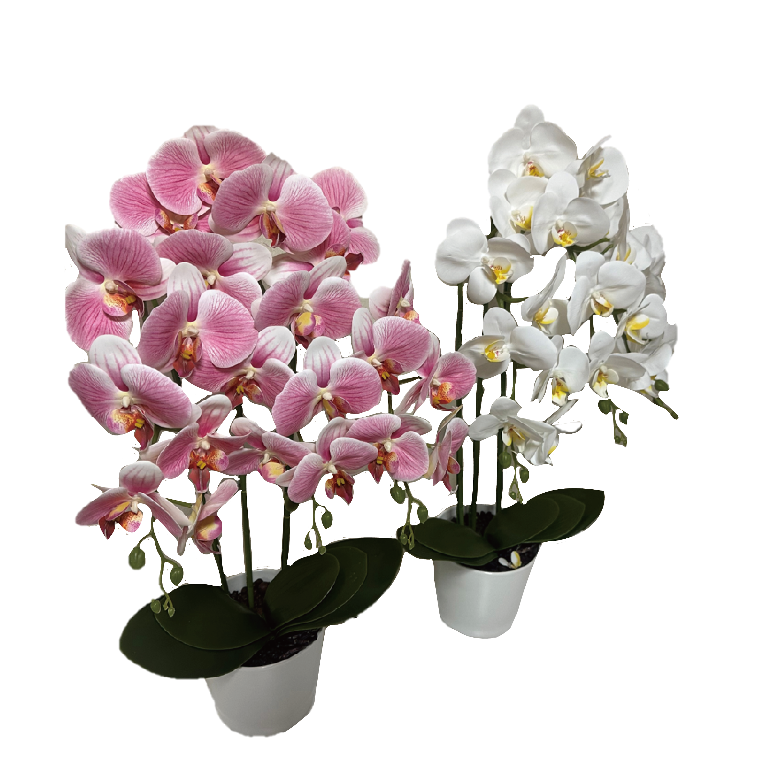 光触媒胡蝶蘭３本立