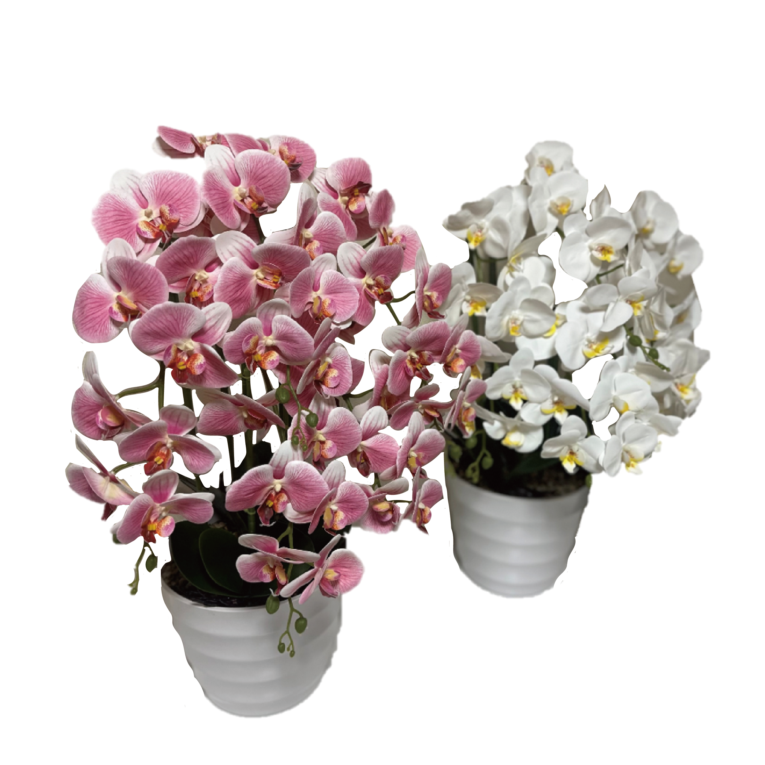 光触媒胡蝶蘭５本立