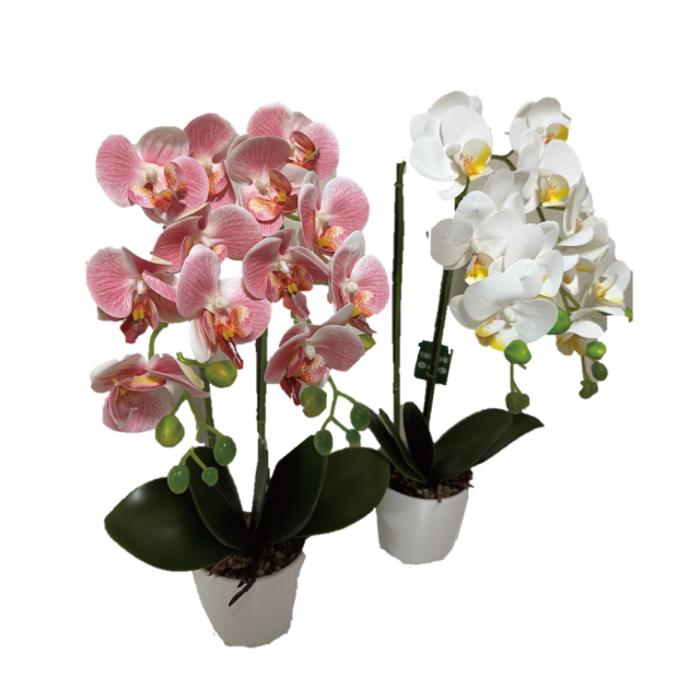 光触媒胡蝶蘭２本立