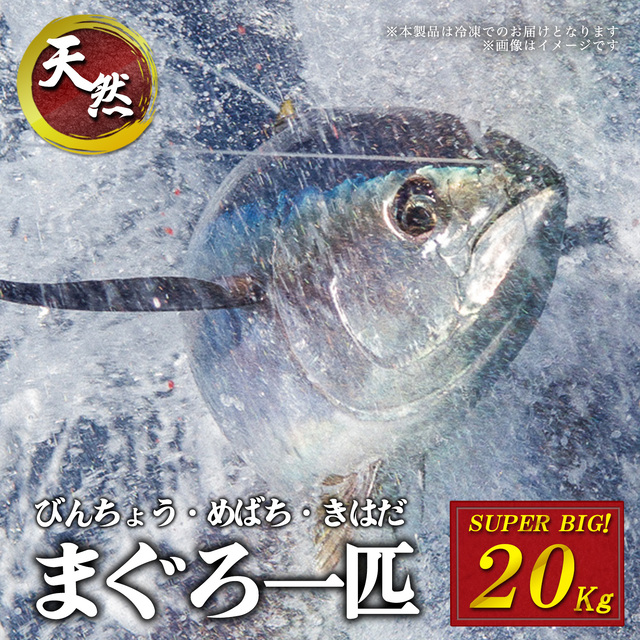 焼津 海の極 太平洋 マグロ まるごと 一匹 20kg 巨大鮪 マル 冷凍 海鮮丼 刺身 寿司 漬け丼 海伸 本場の海鮮 新鮮 業務用 飲食店 お店 ※冷凍のため解凍、保管に注意※