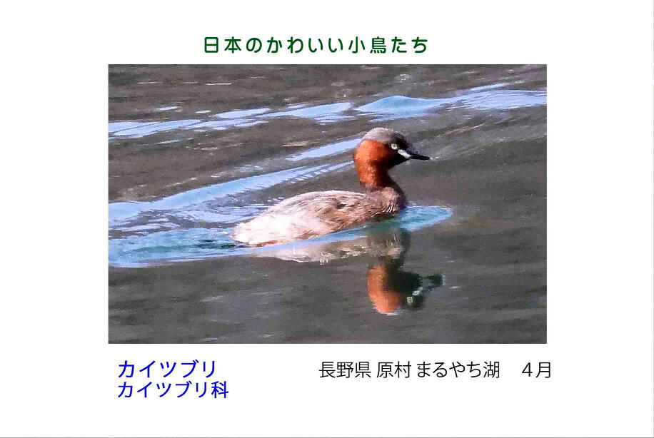 日本のかわいい小鳥たち-017