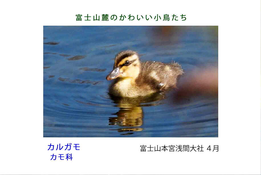 富士山麓のかわいい小鳥たち-011