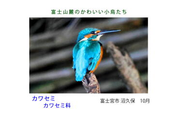 鳥カード