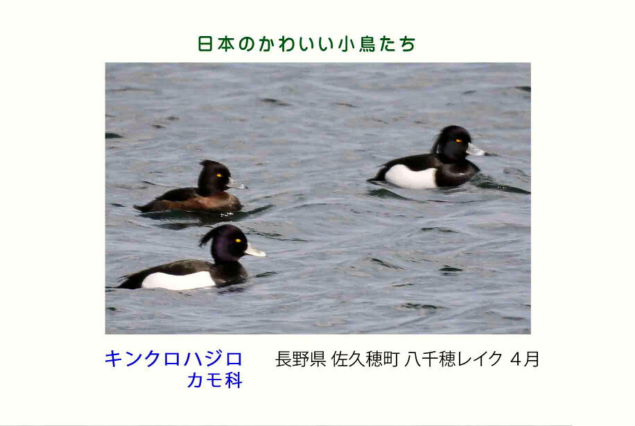 日本のかわいい小鳥たち-019