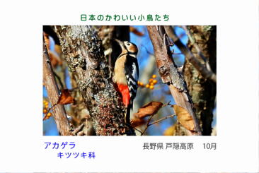 鳥カード