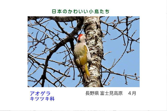 日本のかわいい小鳥たち-016