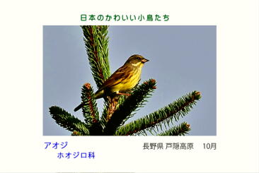 鳥カード