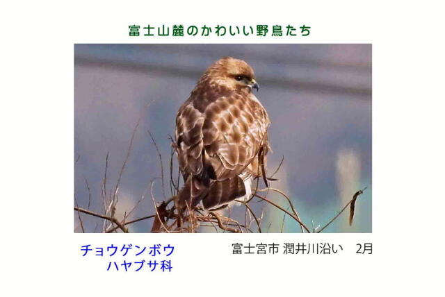 富士山麓のかわいい小鳥たち-007