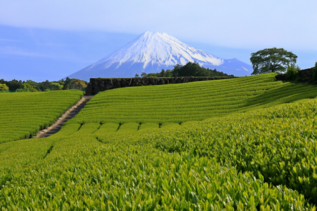 fujisan6060-800.jpg