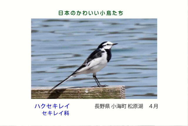 日本のかわいい小鳥たち-021