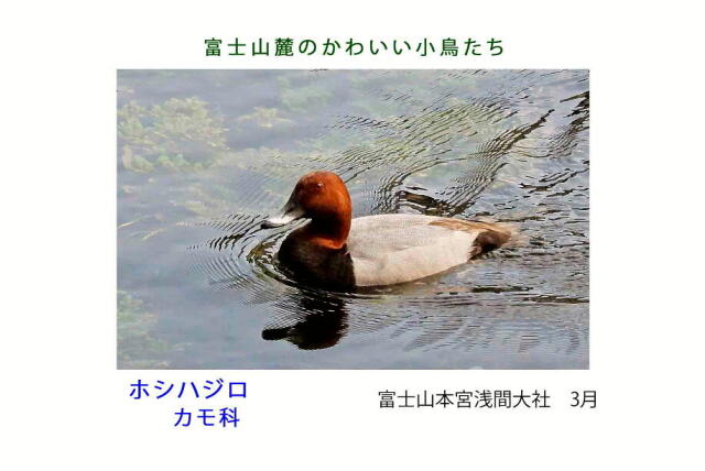 富士山麓のかわいい小鳥たち-014