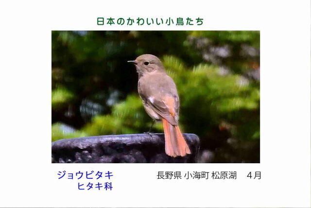 日本のかわいい小鳥たち-020