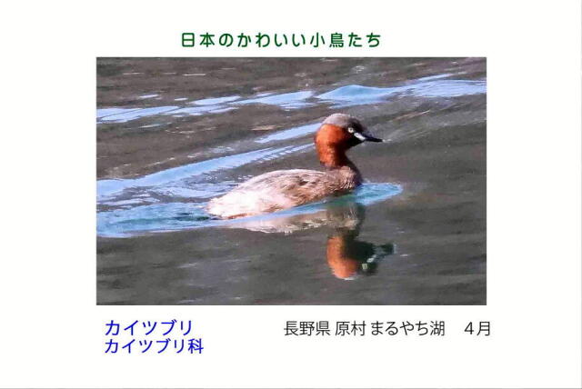 日本のかわいい小鳥たち-017