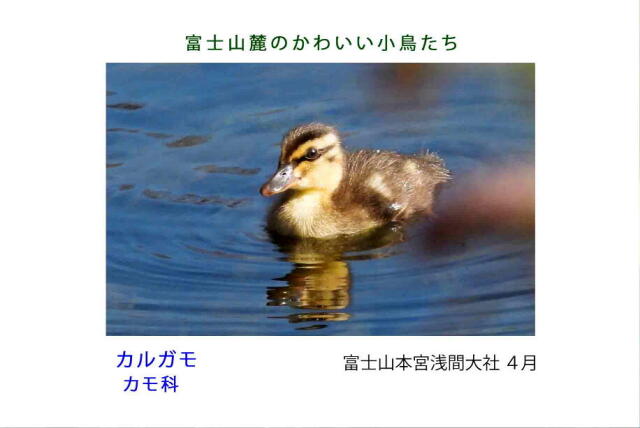 富士山麓のかわいい小鳥たち-011