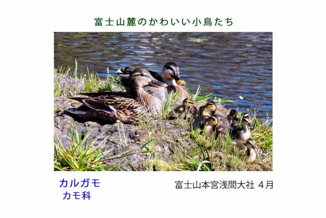 富士山麓のかわいい小鳥たち-010