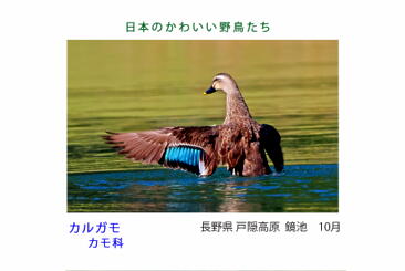 鳥カード