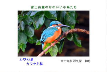 鳥カード