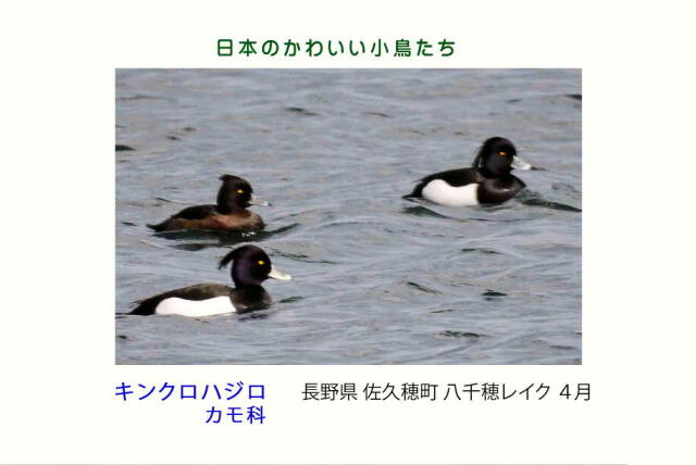 日本のかわいい小鳥たち-019