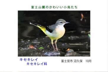 鳥カード