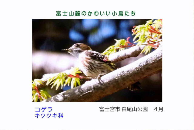 富士山麓のかわいい小鳥たち-012