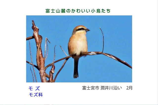 富士山麓のかわいい小鳥たち-008