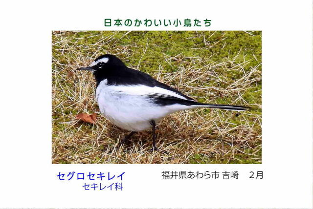 日本のかわいい小鳥たち-001