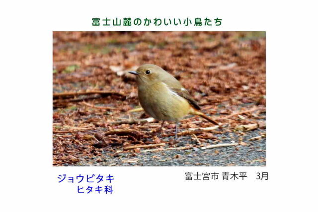 富士山麓のかわいい小鳥たち-005