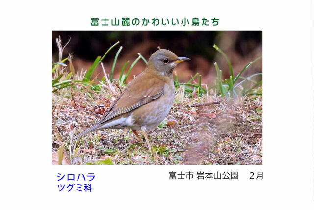 富士山麓のかわいい小鳥たち-006