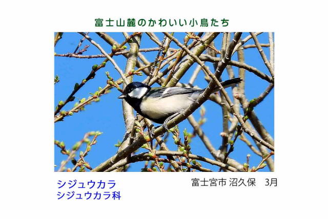 富士山麓のかわいい小鳥たち-013