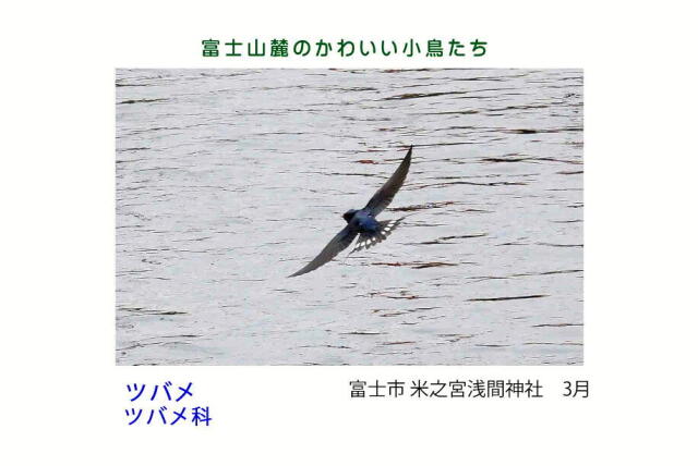 富士山麓のかわいい小鳥たち-015