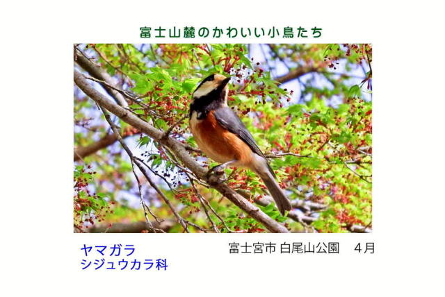 富士山麓のかわいい小鳥たち-009