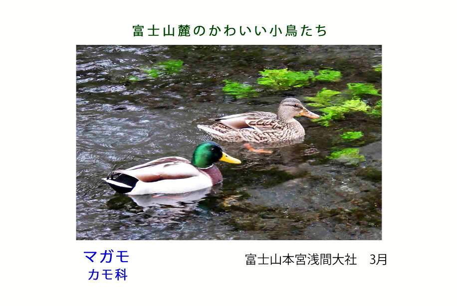 magamo.jpg