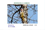 日本のかわいい小鳥たち-016