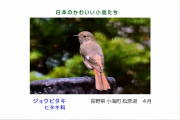 日本のかわいい小鳥たち-020