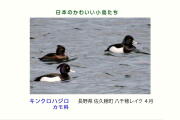 日本のかわいい小鳥たち-019