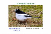 日本のかわいい小鳥たち-001