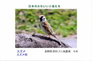 日本のかわいい小鳥たち-018