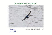 富士山麓のかわいい小鳥たち-015