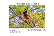 富士山麓のかわいい小鳥たち-009