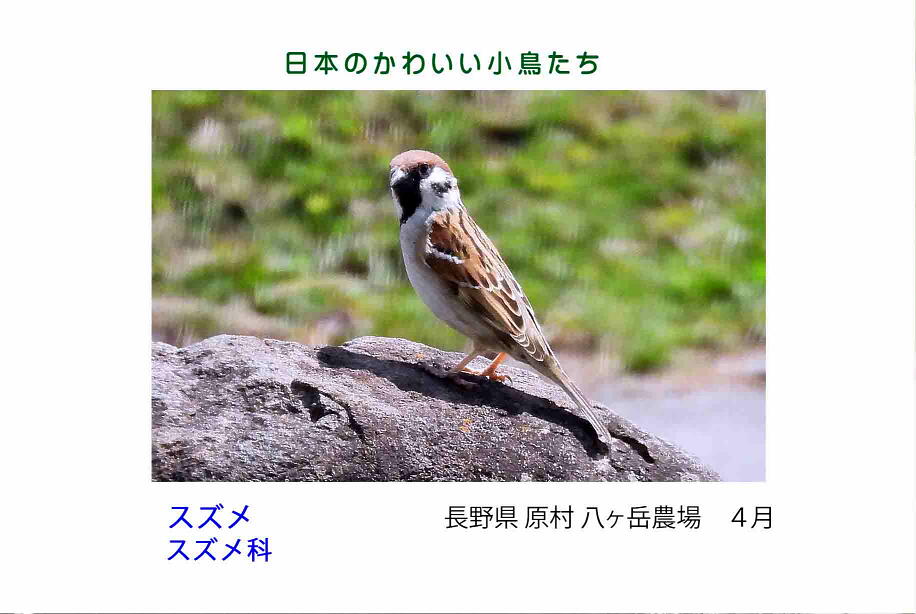 日本のかわいい小鳥たち-018