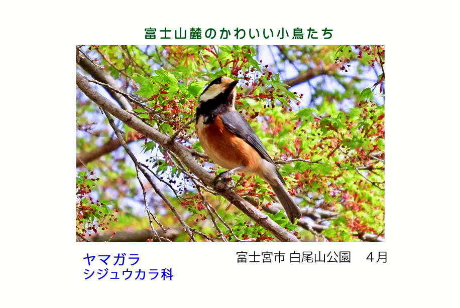 富士山麓のかわいい小鳥たち-009