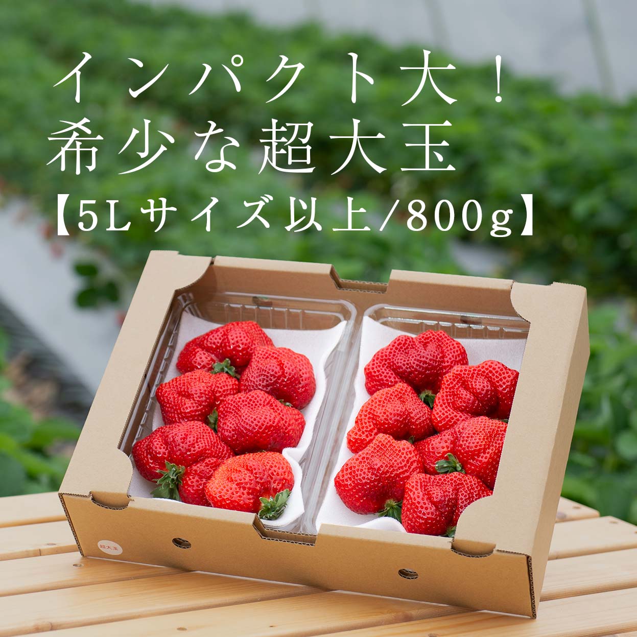 生果5L以上/800g