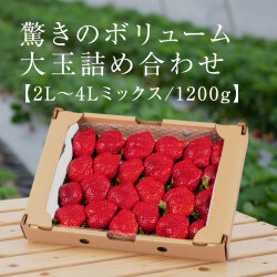 大玉詰め合わせ1200g