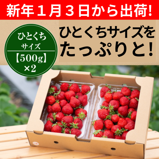 １月３日から出荷_小玉