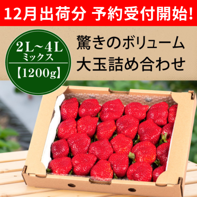 2L4LMIX1200g_予約開始