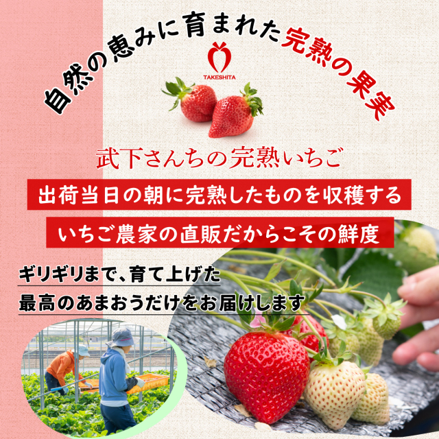 完熟あまおうギフト3lｰ450g