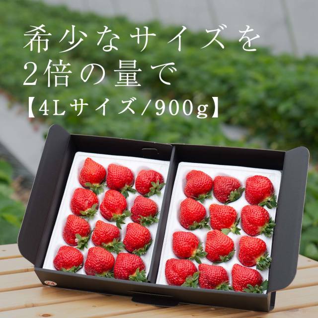福岡の産直いちご農家 武下さんちのあまおう４lサイズ９００g 希少ギフト