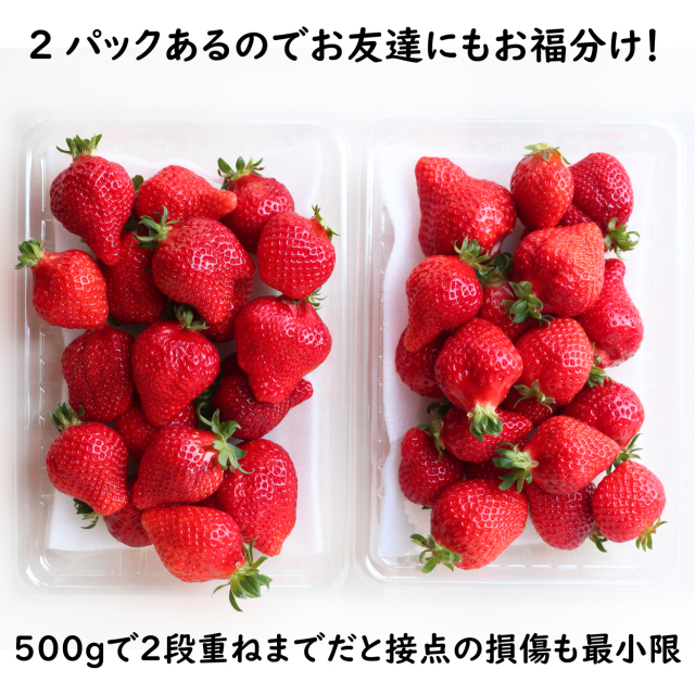 完熟あまおうギフト日替わりセット