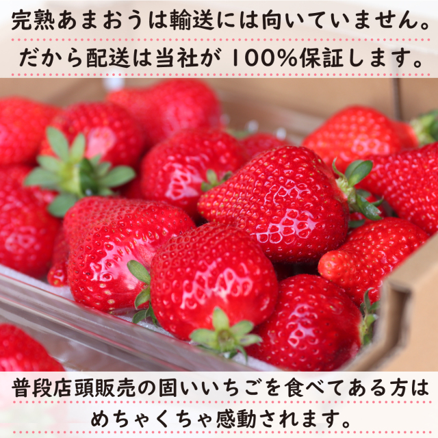 完熟あまおうギフト日替わりセット